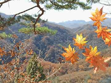 上市公司财务造假：监管层关注的系统性风险与挑战